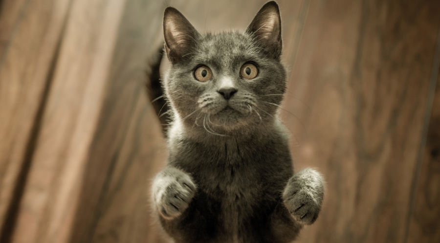 d61d44254608dd06ccdd2ff02982d14d Blog - Asheville Phoenix Properties